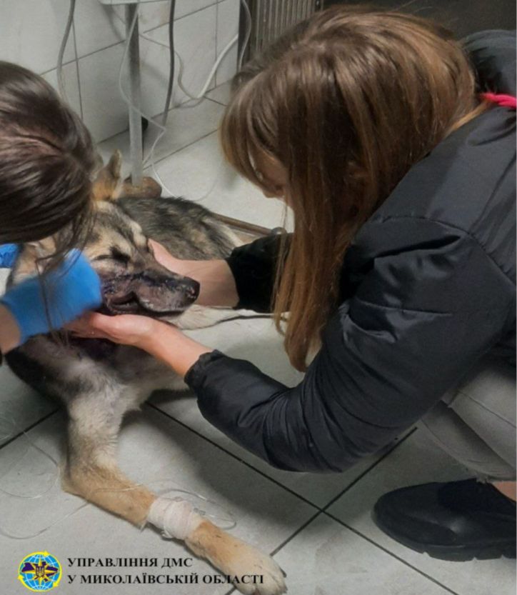 Міжнародний день волонтера: історія відданості та допомоги Юлії Долганюк