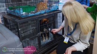 Новорічні подарунки для чотирилапих друзів