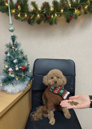 Новорічне тепло для хвостатих: міграційники Київщини здійснили добру місію